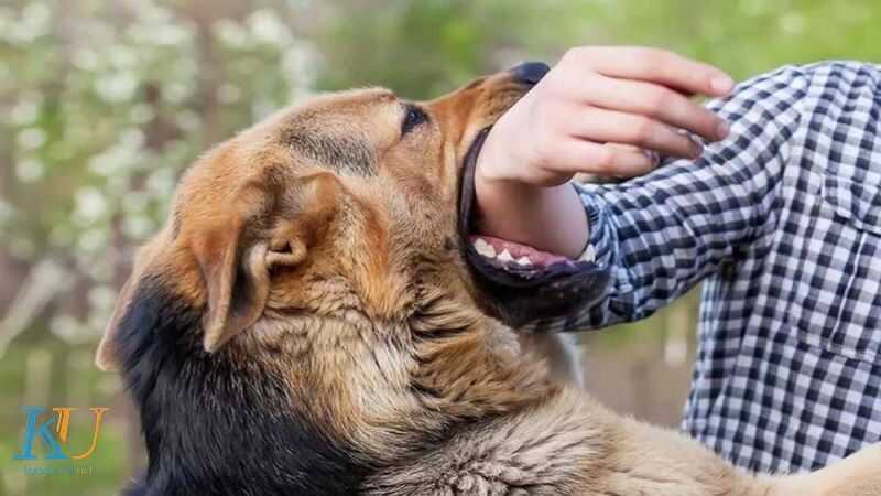 nằm mơ bị chó cắn